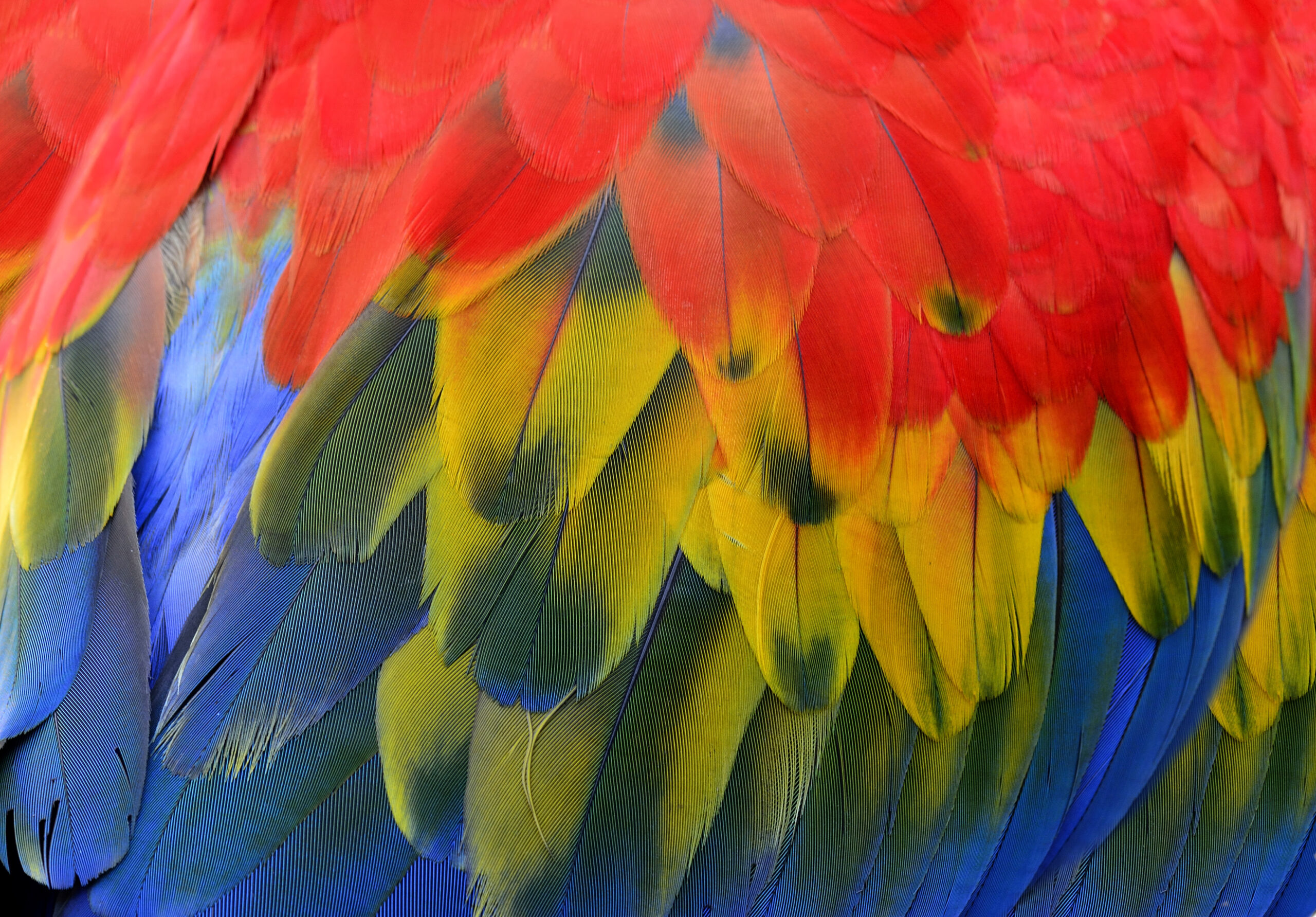 feathers